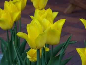Special dutch tulips in spring