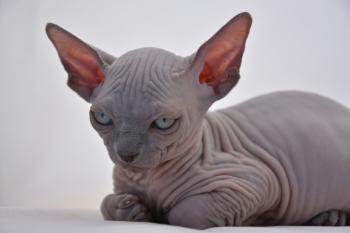 Sphynx Kittens , Sphynx Cats - Indigo Sphynx Kittens - Canadian ...