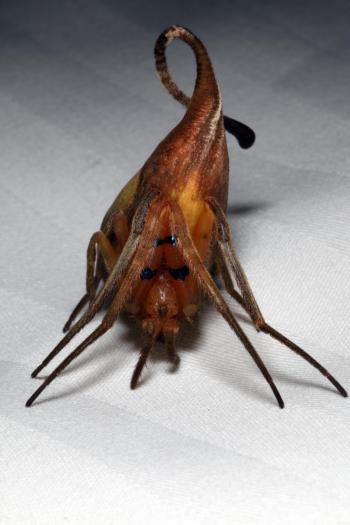 This Never Before Seen Spider Looks Like a Leaf