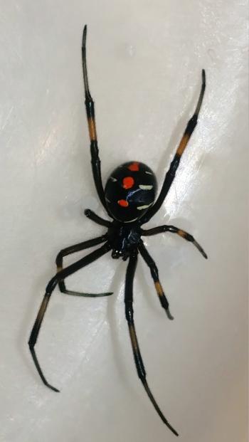 Latrodectus - Wikipedia