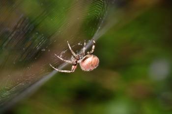 Spider Webs Come As Many Different Types Bay Nature