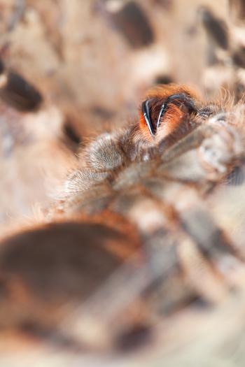 Spider Close Up