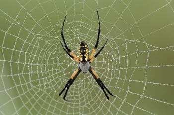 Along Came a Spider Web | Missouri Department of Conservation
