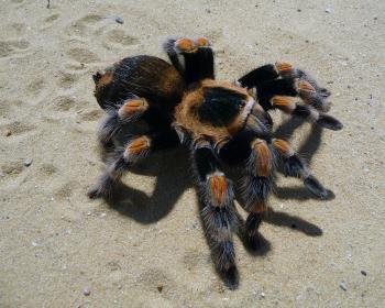 Spider on the Sand