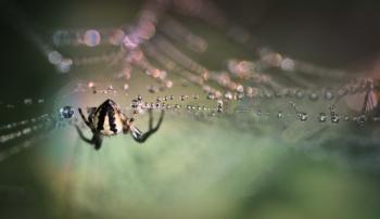 Spider on the Web