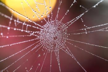 50+ Amazing Spiderweb Photos · Pexels · Free Stock Photos