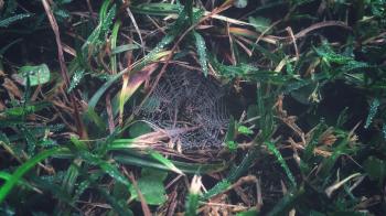 Spider Web on Grass With Dew Closeup Photography