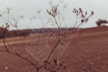 Spider Web on Plant Stem on Dry Land during Daytime Closeup Photography