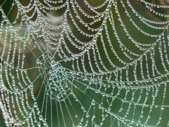 Spider Web With Rain Drops