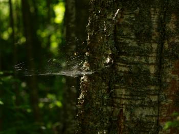 Spiderweb in tree