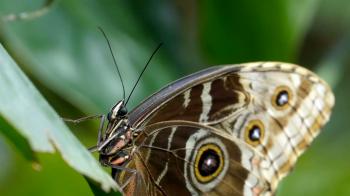 Brown and white spotted wings butterfly on a leaf Stock Video ...