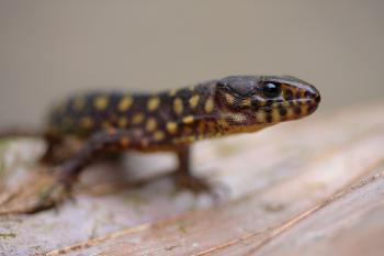 Yellow-spotted Lizard 4k Ultra HD Wallpaper and Background Image ...