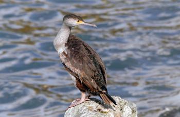 Spotted Shag. New Zealand.