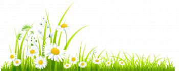 Spring Grass with Camomile PNG Clipart | Gallery Yopriceville ...