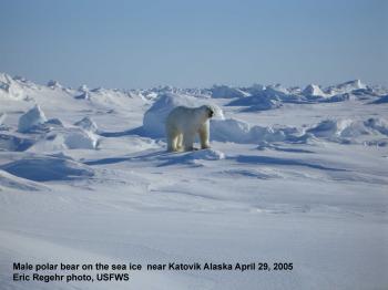 Designated critical habitat for Alaskan polar bears offers no ...
