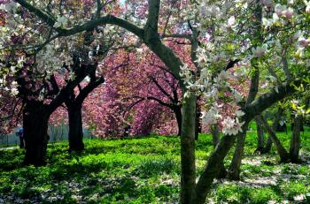 Photo entry: Spring Bloom
