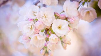 Download Wallpaper 1920x1080 spring, bloom, cherry, branch Full HD ...