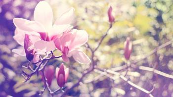 Spring Blossom Wallpaper by Narodenia on DeviantArt
