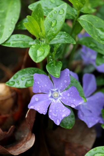 Blue Jays and Spring Flowers After the Rain - fresh domestic