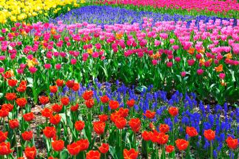 Breathtaking Blossoms: 6 splendid spring flower festivals