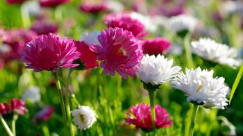 Wallpaper Spring Flowers Desktop - 2018 Cute Screensavers