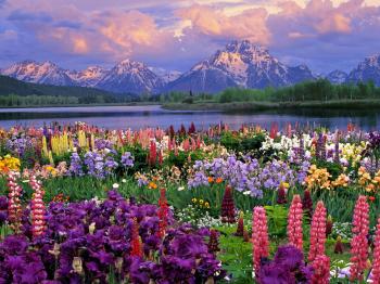 New Year gardening jobs | Johnstown Garden Centre
