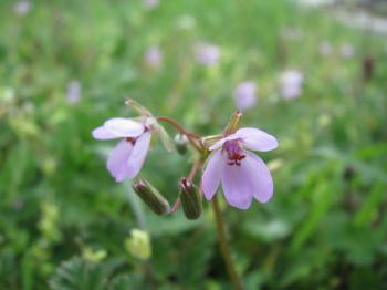 Spring flowers