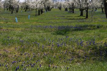 Spring Flowers in the Willamette Valley, Oregon