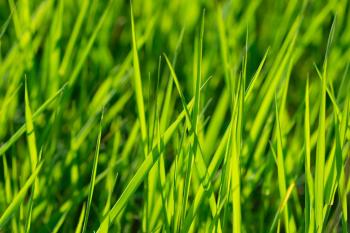 Spring Lawn Care Tips | 5 Spring Lawn Maintenance Tips from Swingle