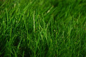 File:Green Grass.JPG - Wikimedia Commons