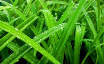 Nature water drops green grass color rain spring seasons wallpaper ...