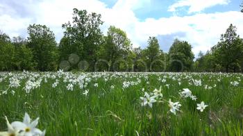 Spring meadow bright green grass and white gentle daffodils flowers ...