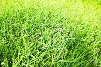 spring green grass