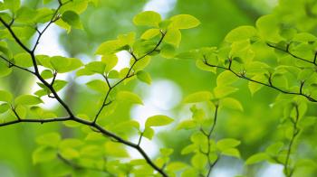Spring Leaves Bokeh - Wallpaper #33003