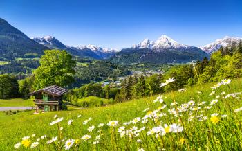 Nature Spring Meadow With Green Grass, Camomile Flowers On Mountain ...