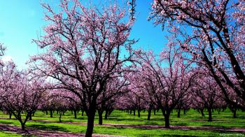 Full HD Pictures Spring Season 1794.29 KB