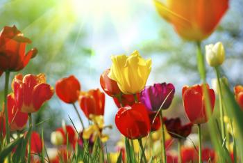 18 Springtime Activities for You and the Kids - Surprise Ride