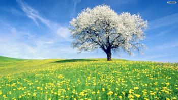 Trees In Spring By White Spring Tree Wallpaper on Home Design Ideas ...