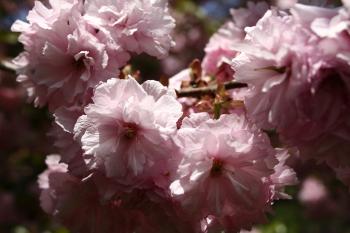 Pink Tree Blossom Spring Flowering | Trees| Free Nature Pictures by ...