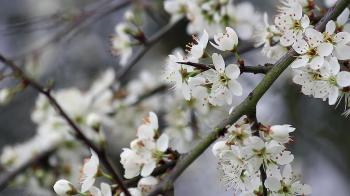 Springtime Blossom 3 Stock Video Footage - Videoblocks