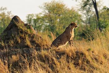 Scientists urge endangered listing for cheetahs