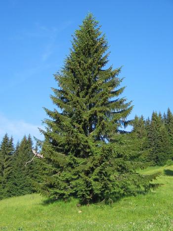 Buy Norway Spruce Online | Free Shipping Over $99.99