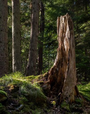 Spruce tree stump in Gullmarsskogen ravine