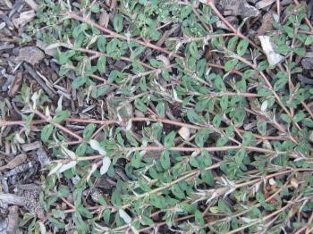 Purge that Spurge! - Anne of Green Gardens