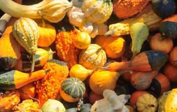 How to Grow Pumpkin and Squash | MSU Extension