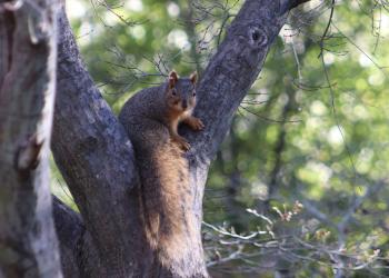 Did squirrel figure out how to open the sunflower seed bag?