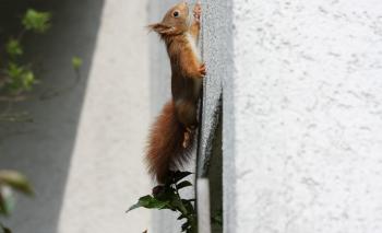 Why Are Squirrels in Attic in Winter? | Terminix