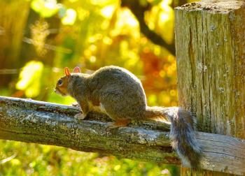 I'm not nuts. I took a squirrel to the hospital - Chicago Tribune