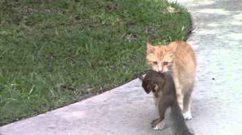 cat: 1 / squirrel: 0 - YouTube
