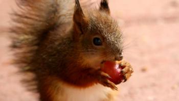 Baby Squirrel Eating A Grape - YouTube